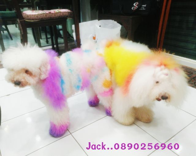 รับจับสุนัขผสมพันธุ์ทุกสายพันธุ์ ครั้งละ1000บ.