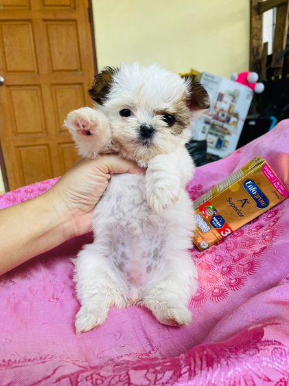 ชิสุผสมชิวาว่า รูปที่ 7