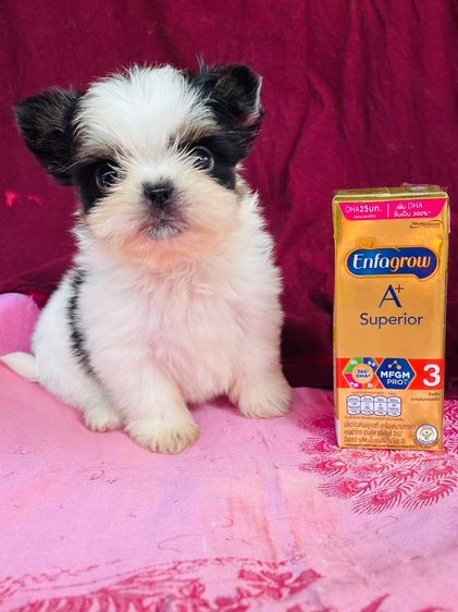 ชิสุผสมชิวาว่า รูปที่ 4