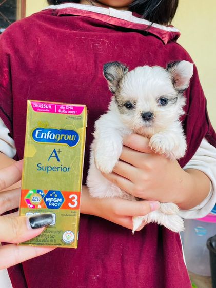 ชิสุผสมชิวาว่า รูปที่ 2