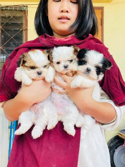 ชิสุผสมชิวาว่า รูปที่ 10