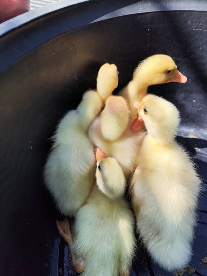 ห่านจีน รูปที่ 2