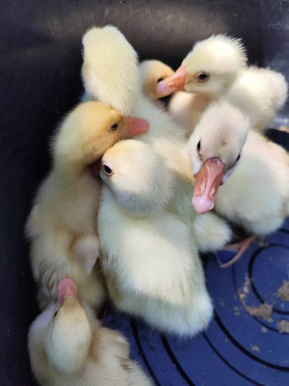 ห่านจีน