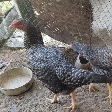 ไก่ชน ก๋อยสีลาย (ชุดผสม รวมส่ง) รูปที่ 2