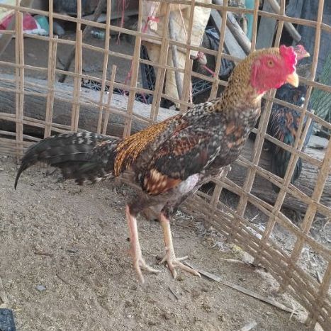 ไก่ชน ก๋อยสีลาย (ชุดผสม รวมส่ง)