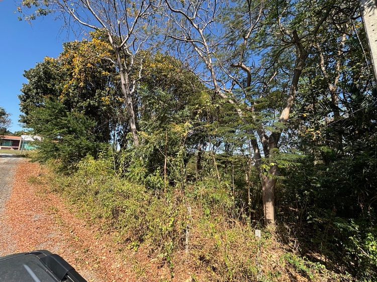 ขายที่ดิน ปากช่อง โครงการภูริพิมาน รูปที่ 2