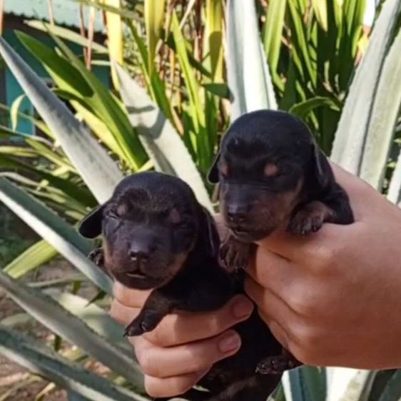 ดัชชุน พ่อแรพบิท แม่มินิ (ไม่ทักเล่นนะครับ) รูปที่ 4