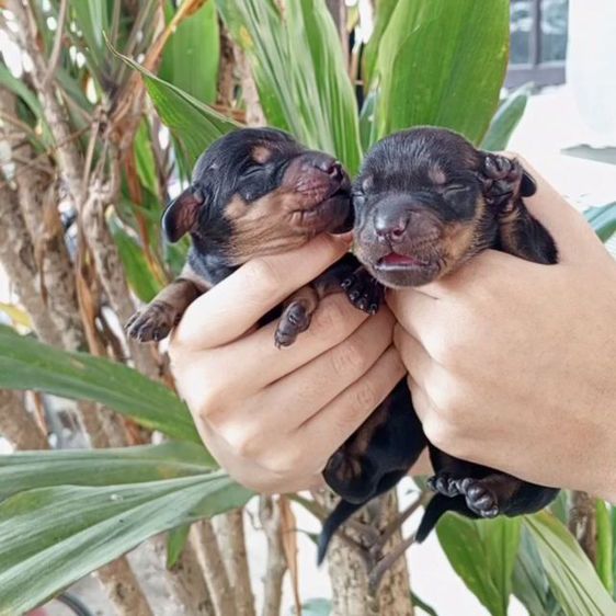 ดัชชุน พ่อแรพบิท แม่มินิ (ไม่ทักเล่นนะครับ) รูปที่ 2