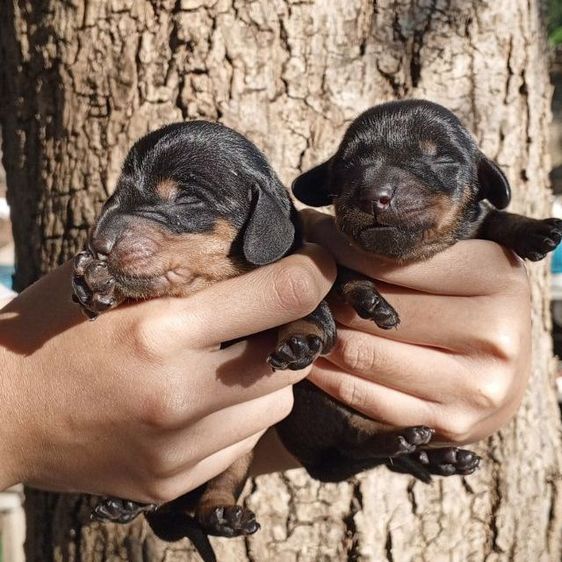 ดัชชุน พ่อแรพบิท แม่มินิ (ไม่ทักเล่นนะครับ)