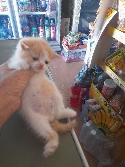 ลูกแมวสก๊ตอายุเดือนก่าวสนใจทักได้จร้า รูปที่ 14