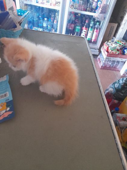 ลูกแมวสก๊ตอายุเดือนก่าวสนใจทักได้จร้า รูปที่ 12