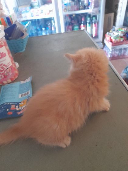 ลูกแมวสก๊ตอายุเดือนก่าวสนใจทักได้จร้า รูปที่ 13