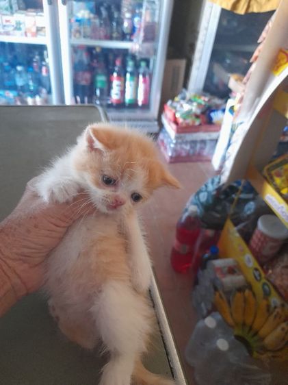 ลูกแมวสก๊ตอายุเดือนก่าวสนใจทักได้จร้า รูปที่ 10