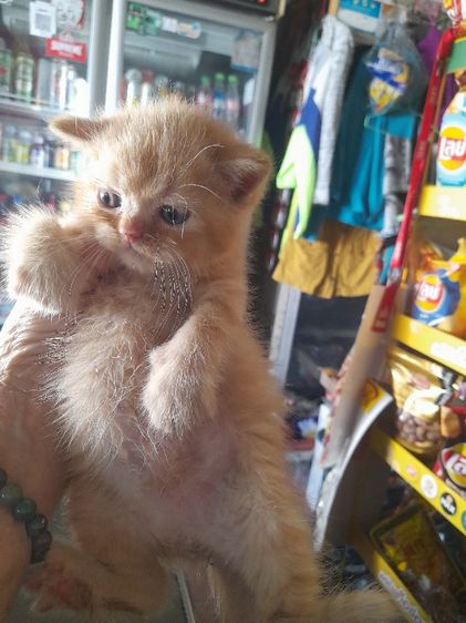 ลูกแมวสก๊ตอายุเดือนก่าวสนใจทักได้จร้า