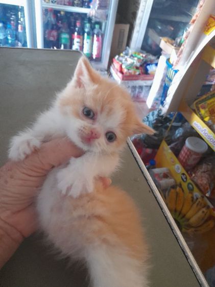 ลูกแมวสก๊ตอายุเดือนก่าวสนใจทักได้จร้า รูปที่ 4