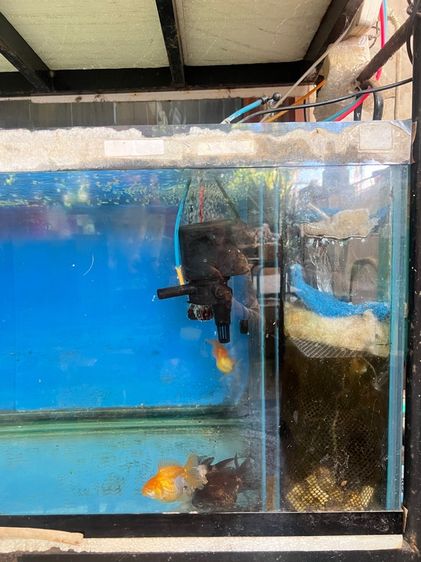 ตู้ปลาและเครื่องกรอง รูปที่ 4