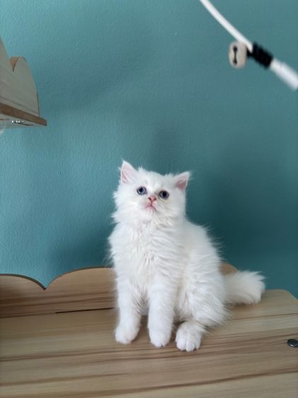 สก็อตติชนสีขาวตาฟ้า รูปที่ 2