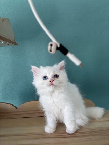 สก็อตติชนสีขาวตาฟ้า รูปที่ 3