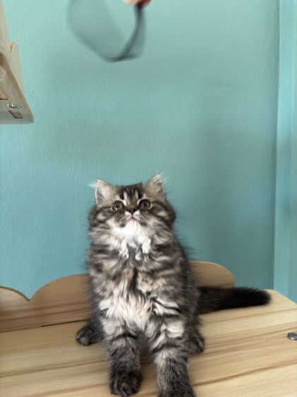 เปอร์เซียขี้อ้อน