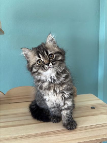 เปอร์เซียขี้อ้อน รูปที่ 3