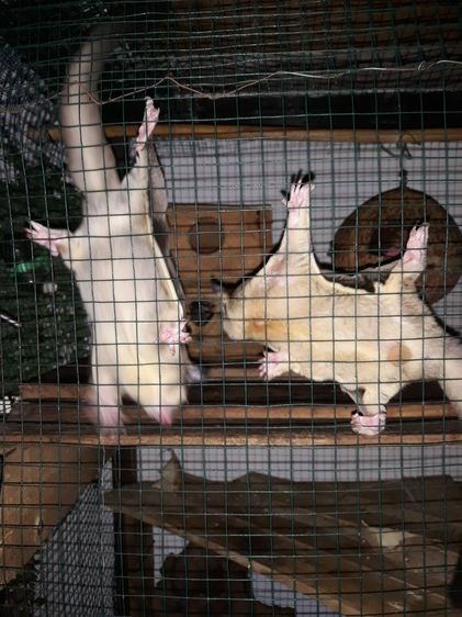 ชูการ์ไกลเดอร์ รูปที่ 3