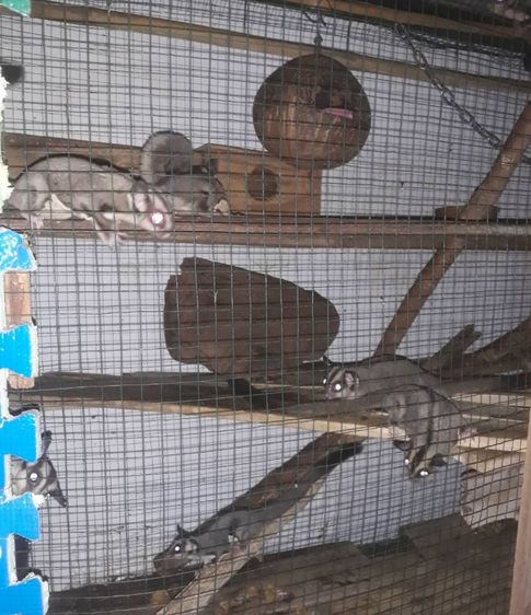 ชูการ์ไกลเดอร์ รูปที่ 2