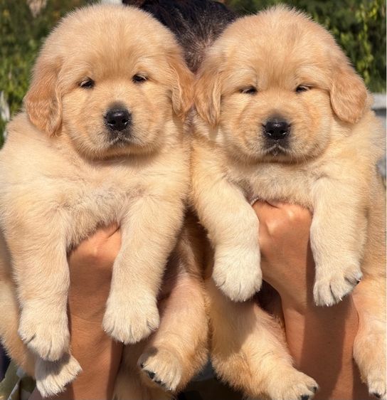 น้องโกลเด้นรีทริฟเวอร์ มีใบเพ็ดดีกรี รูปที่ 4