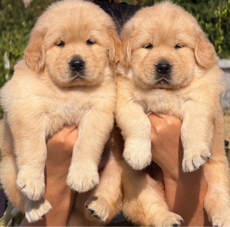 น้องโกลเด้นรีทริฟเวอร์ มีใบเพ็ดดีกรี รูปที่ 5