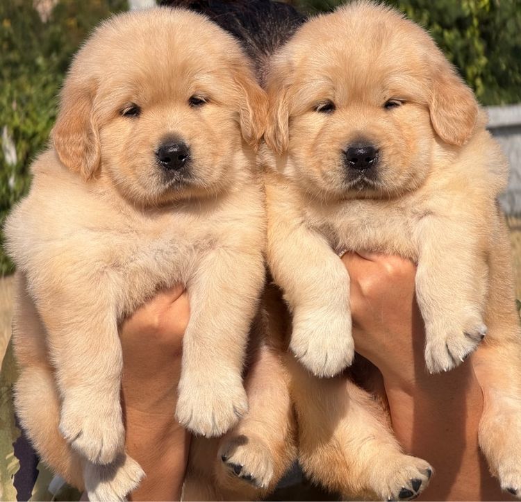 น้องโกลเด้นรีทริฟเวอร์ มีใบเพ็ดดีกรี รูปที่ 3