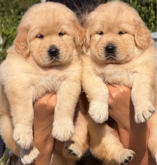 น้องโกลเด้นรีทริฟเวอร์ มีใบเพ็ดดีกรี รูปที่ 2