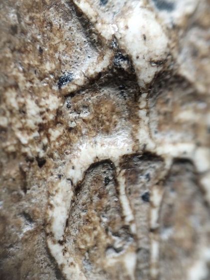 พระสมเด็จครับเนื้อจัดมาก รูปที่ 15