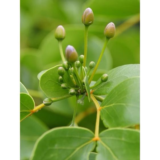 แก้วเจ้าจอมพันธุ์10ใบ ขนาด60-90เซน รากแน่นๆ รูปที่ 3