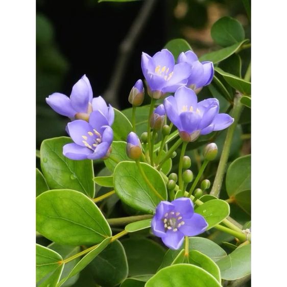 แก้วเจ้าจอมพันธุ์10ใบ ขนาด60-90เซน รากแน่นๆ รูปที่ 2