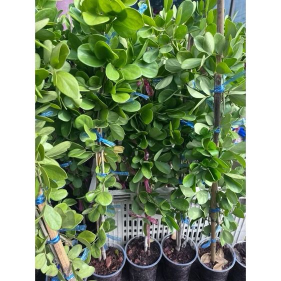 แก้วเจ้าจอมพันธุ์10ใบ ขนาด60-90เซน รากแน่นๆ