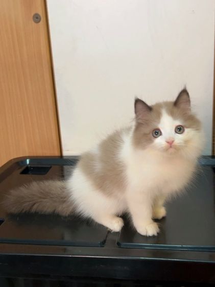 น้องแมวสก็อตติสหูตั้งติดจองแล้ว รูปที่ 2