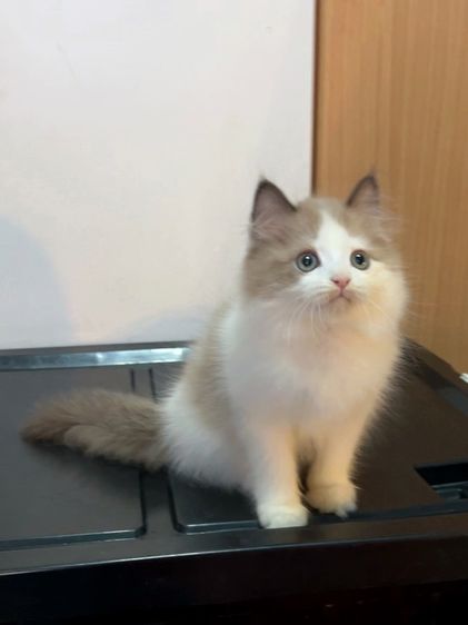 น้องแมวสก็อตติสหูตั้งติดจองแล้ว รูปที่ 15