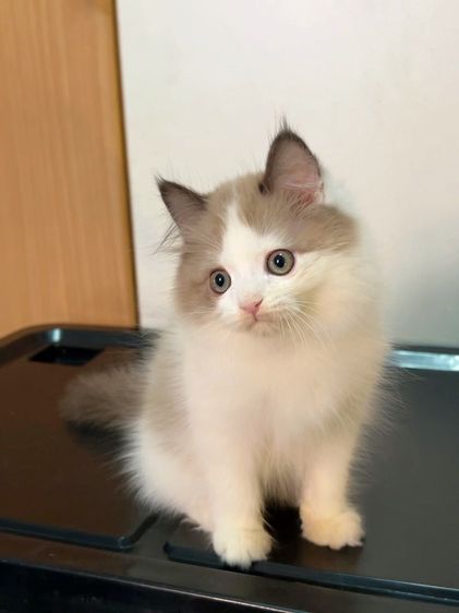 น้องแมวสก็อตติสหูตั้งติดจองแล้ว รูปที่ 9