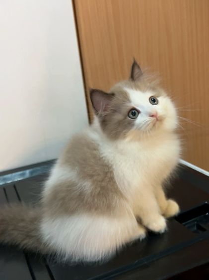 น้องแมวสก็อตติสหูตั้งติดจองแล้ว รูปที่ 12