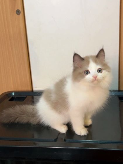 น้องแมวสก็อตติสหูตั้งติดจองแล้ว รูปที่ 3