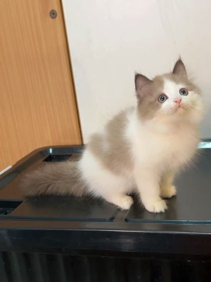 น้องแมวสก็อตติสหูตั้งติดจองแล้ว รูปที่ 4