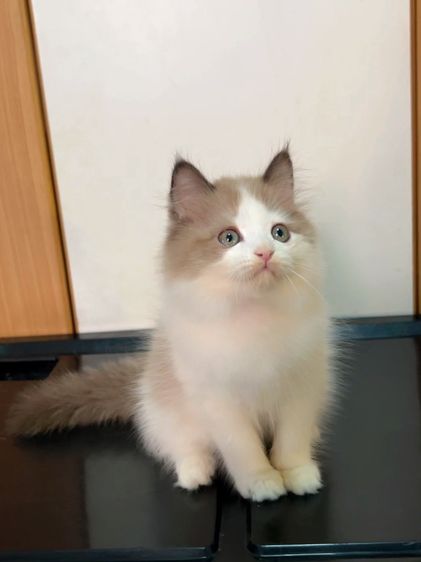 น้องแมวสก็อตติสหูตั้งติดจองแล้ว รูปที่ 16