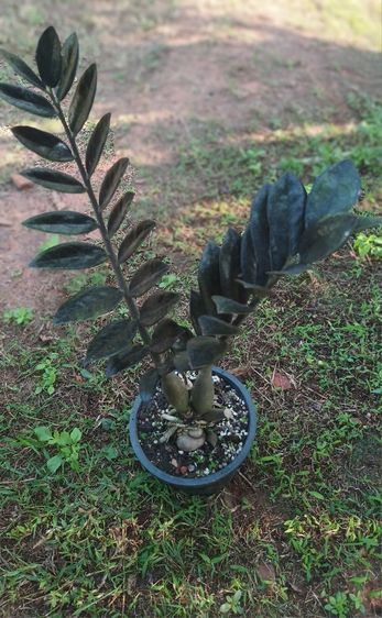 ต้นกวักมรกตดำ รูปที่ 3