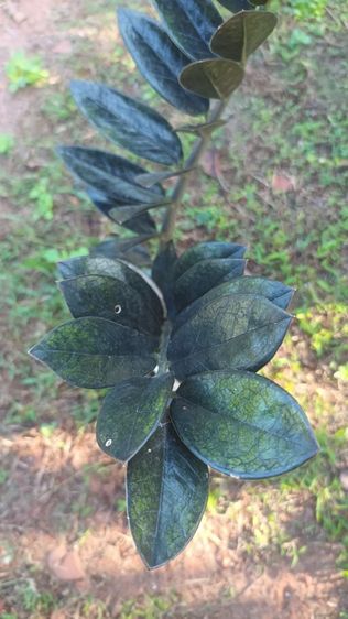 ต้นกวักมรกตดำ รูปที่ 4