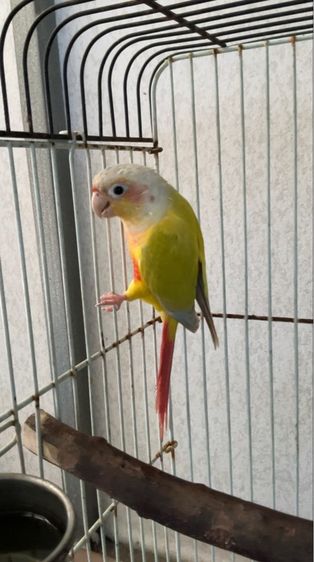 ซันชีค