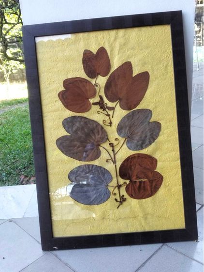 กรอบใส่ใบไม้สีทอง หรือ ย่านย่านดาโอ๊ะ