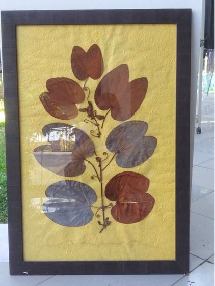 กรอบใส่ใบไม้สีทอง หรือ ย่านย่านดาโอ๊ะ รูปที่ 2