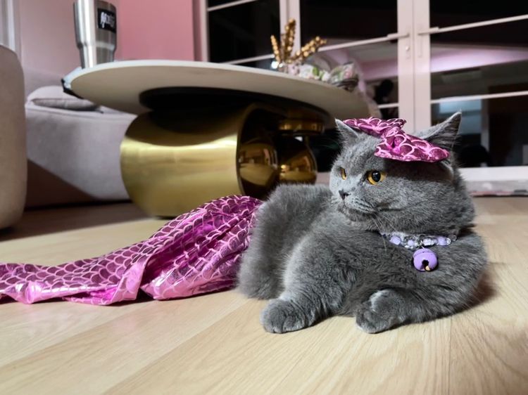 แม่พันธุ์มันช์กิ้น Munchkin รูปที่ 2