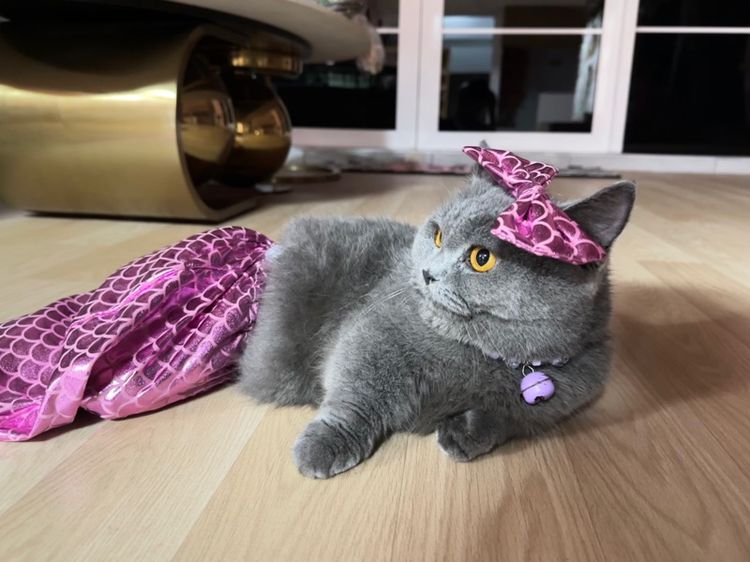 แม่พันธุ์มันช์กิ้น Munchkin