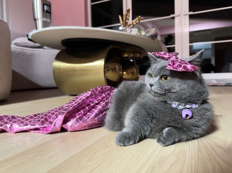 แม่พันธุ์มันช์กิ้น Munchkin รูปที่ 3