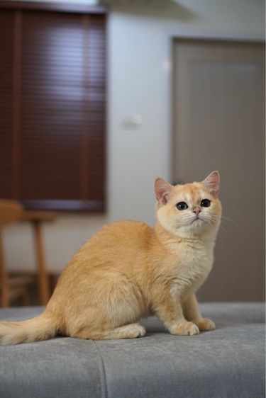 ดญ ขี้อ้อน รูปที่ 3